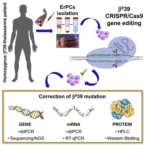 Genome Editing for β.